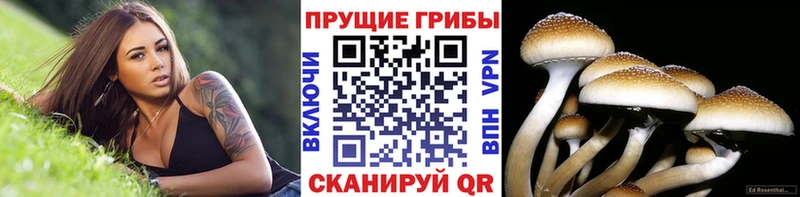 Псилоцибиновые грибы Psilocybe  Алупка 